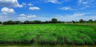 Pusa Krishi Incubator