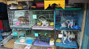 Pet Shop License & Registration