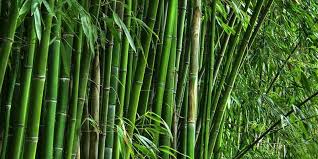 National Bamboo Mission